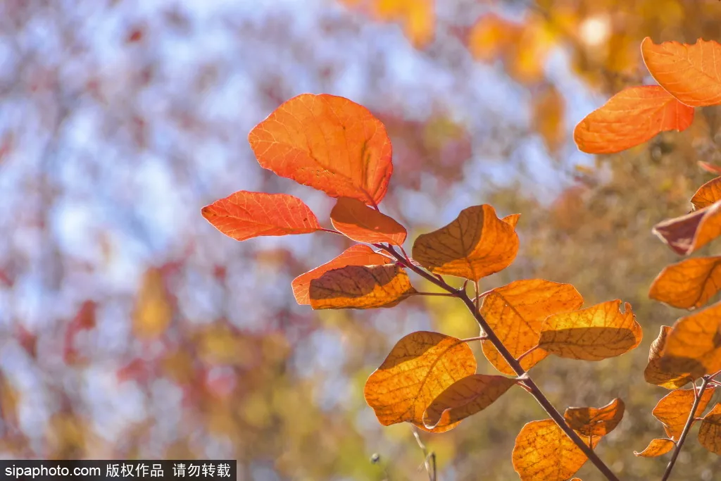 最新实拍！北京这里红叶美翻了！关键人少还免费，快来打卡