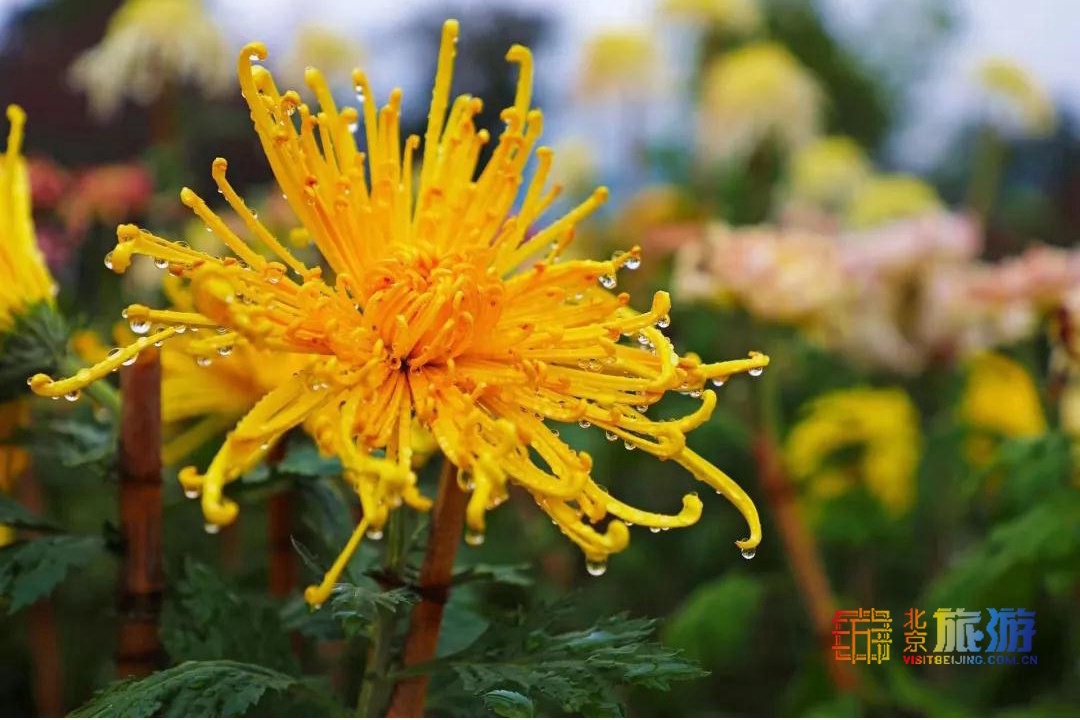 2021年北京菊花文化节来啦,五大展区可赏菊 2021年北京菊花文化节来啦,五大展区可赏菊