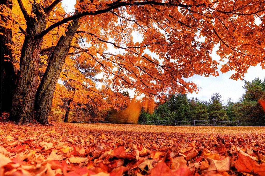 秋季赏红叶好去处之香山 秋季赏红叶好去处之香山