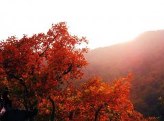 北京中巴车23座从小红门到香山包车带司机一天来回多少钱？