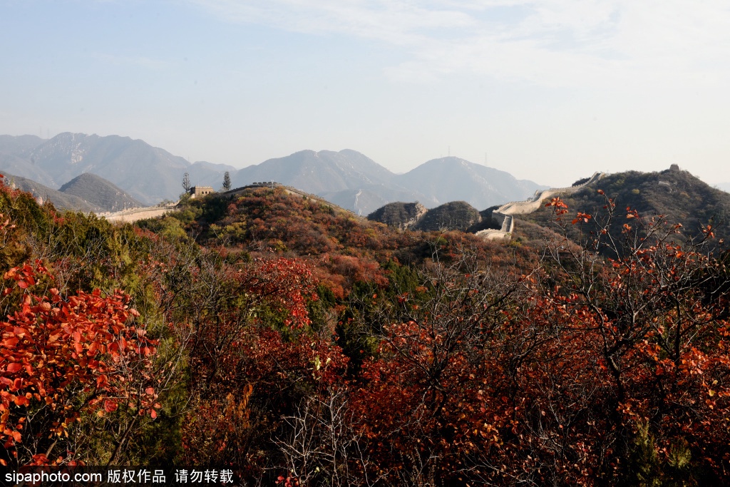 八达岭国家森林公园彩叶变色率已达50%：红叶伴长城 景美如画卷